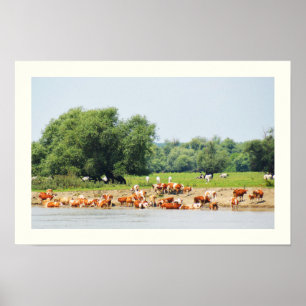 Cattle and the River Danube Poster