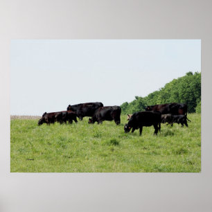 Cattle Black Angus Poster