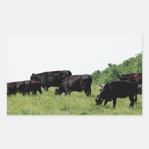 Cattle Black Angus Rectangular Sticker