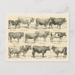 Cattle Breeds, France, Various breeds 3 Postcard