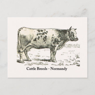 Cattle Breeds, Normandy, 1900 Postcard
