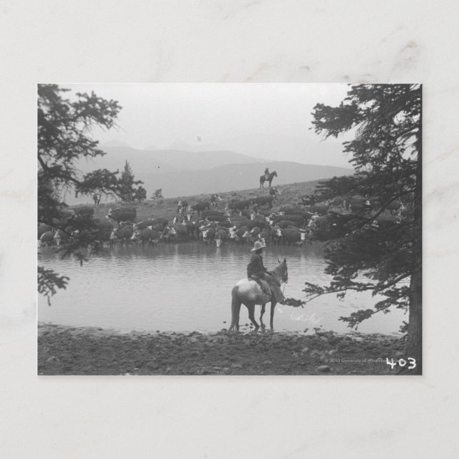 Cattle by a pond with two cowboys. postcard (Front)