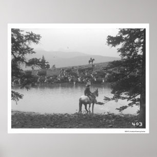 Cattle by a pond with two cowboys. poster