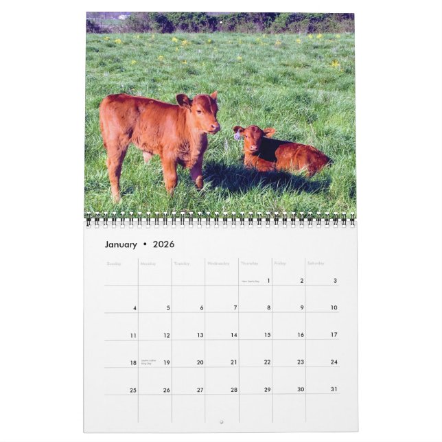 Cattle Calendar (Jan 2026)