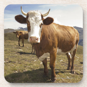 Cattle Coaster