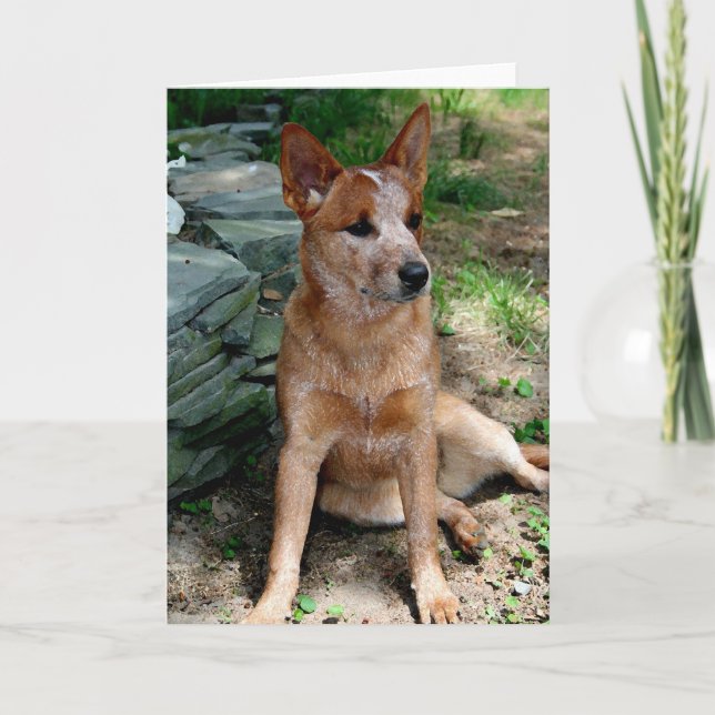 Cattle Dog Card (Front)