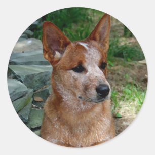 Cattle Dog Classic Round Sticker