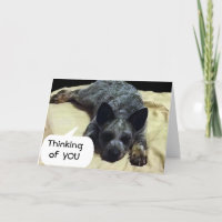 CATTLE DOG IS LONGING FOR A SPECIAL SOMEONE