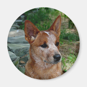 Cattle Dog Magnet