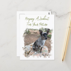 Cattle Dog Photo Placeholder Missing You Template Postcard