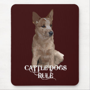 Image result for cattle dogs rule