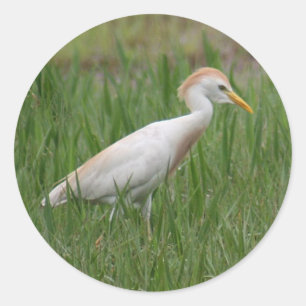 Cattle Egret Bird Round Stickers
