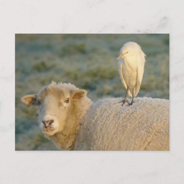 Cattle Egret on Sheep Postcard (Front)