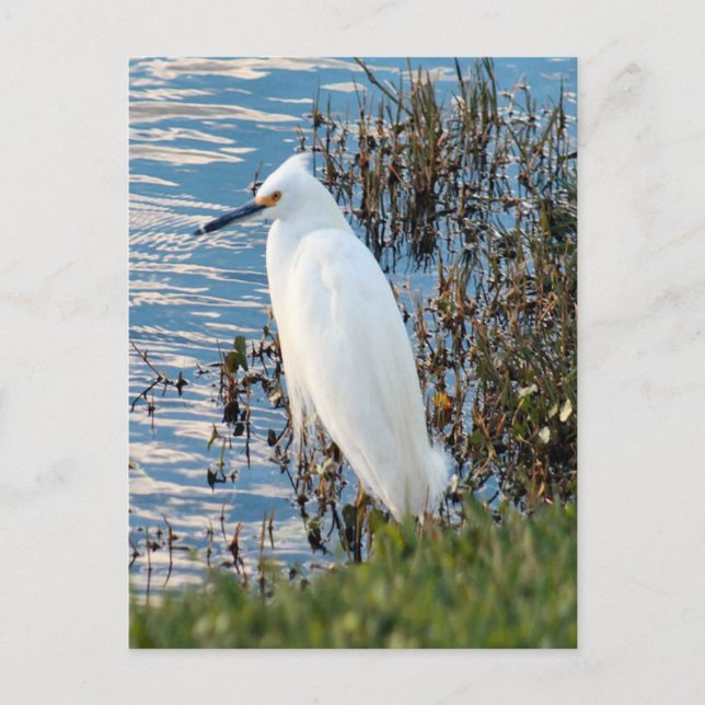 Cattle Egret Photo Postcard (Front)