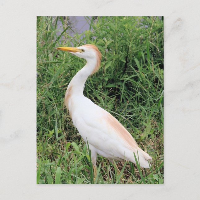 Cattle Egret Postcard (Front)