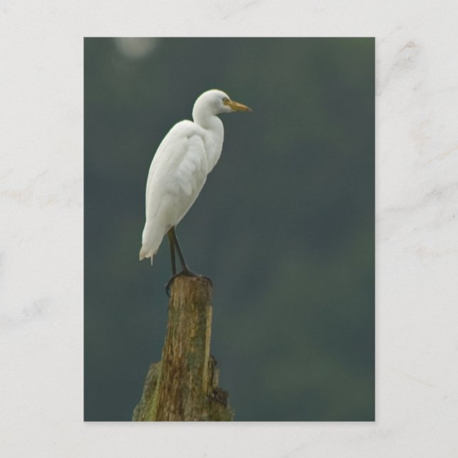 Cattle Egret Postcard (Front)