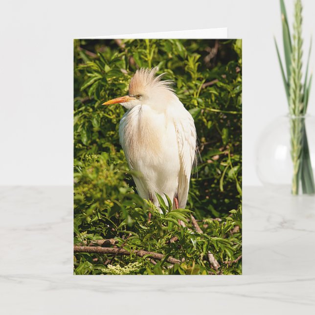 Cattle Egret Profile Greeting Card (Front)