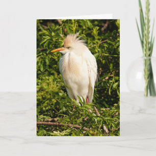 Cattle Egret Profile Greeting Card