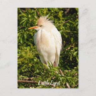 Cattle Egret Profile Postcard