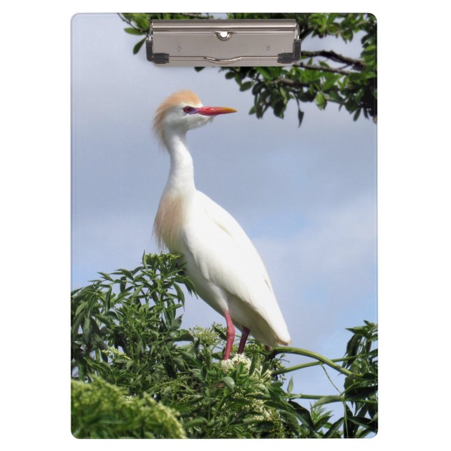 Cattle Egret - Wading Bird Series - Clip Board (Front)