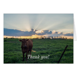 Cattle Farm Sunset