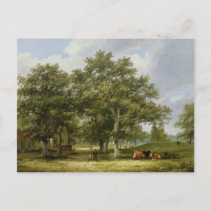 Cattle Grazing Postcard