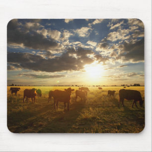 Cattle In Field, Sunset Mouse Pad