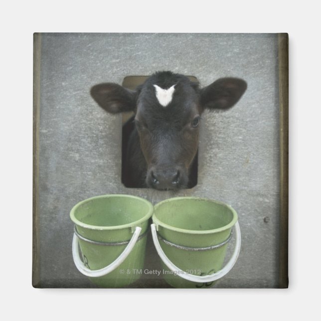 Cattle, Individual Pen Magnet (Front)