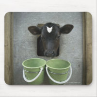 Cattle, Individual Pen