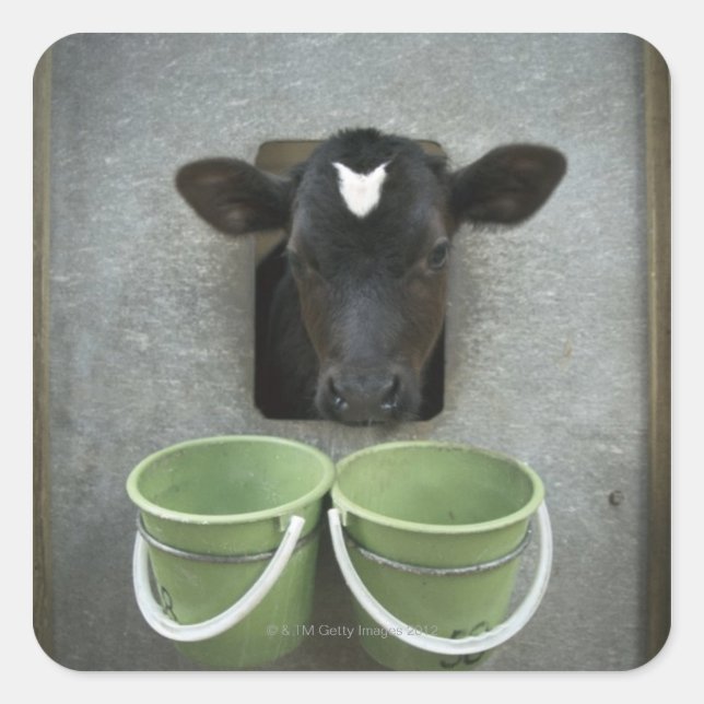 Cattle, Individual Pen Square Sticker (Front)