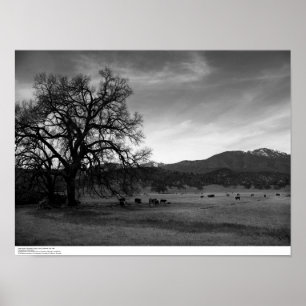 Cattle North of Stonyford, Colusa County, CA, 1966 Poster