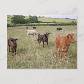 cattle postcard