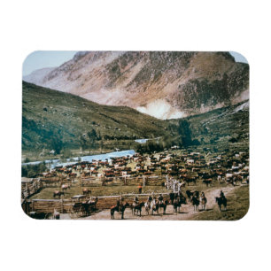 Cattle Ranch, Colorado, 1899 (photo) Magnet