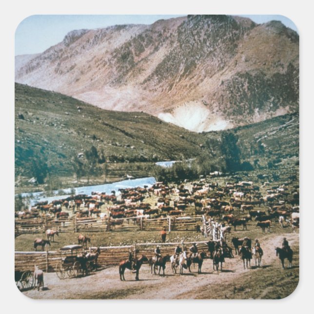 Cattle Ranch, Colorado, 1899 (photo) Square Sticker (Front)