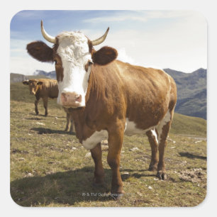 Cattle Square Sticker