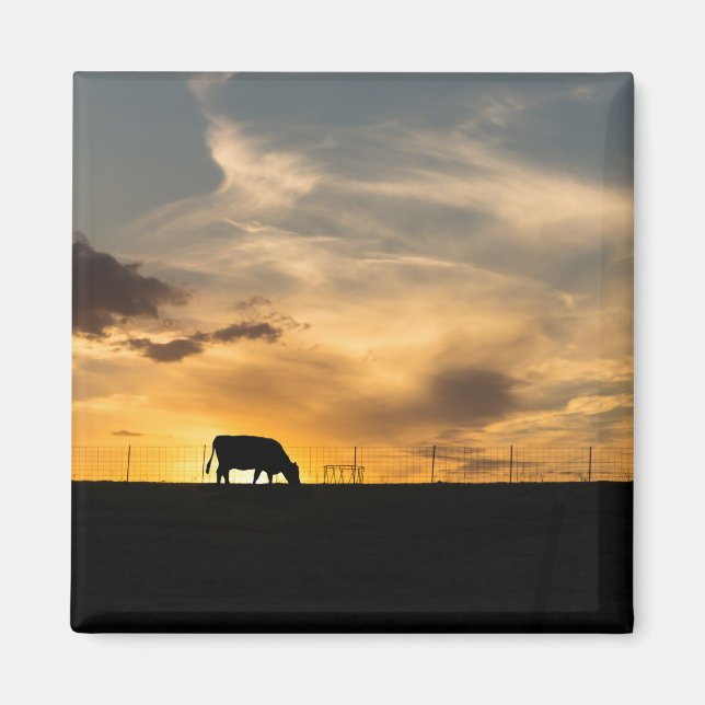 Cattle Sunset Silhouette Magnet (Front)