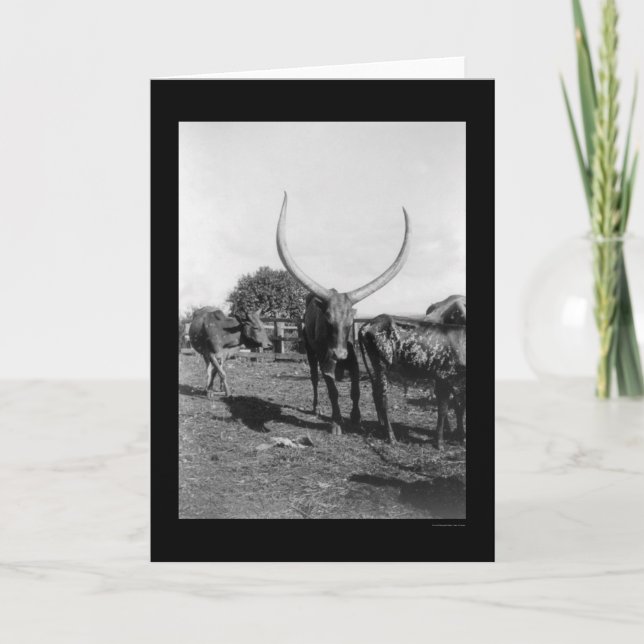 Cattle with Big Horns in Africa 1901 Card (Front)