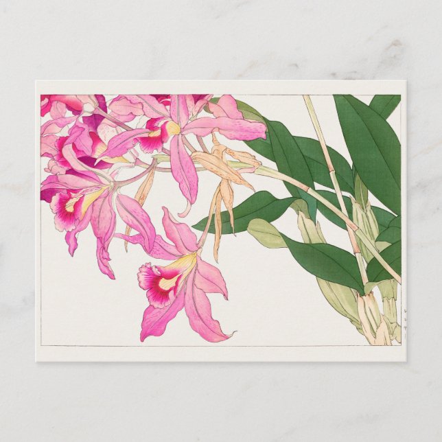 Cattleya by Tanigami Konan Postcard (Front)