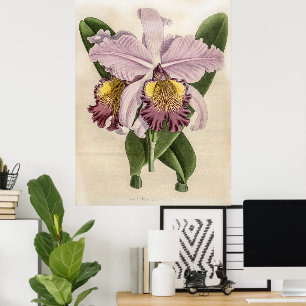 Cattleya Hardyana Orchid  Poster