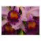 Cattleya Hybrid Orchid Framed Print