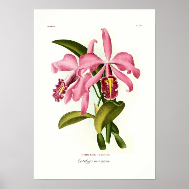 Cattleya maxima poster (Front)