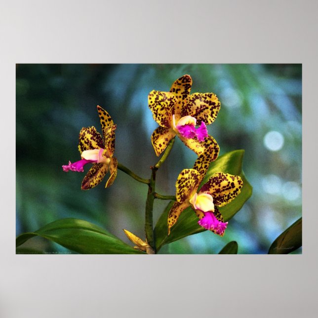 Cattleya Orchid Art Poster -60x40 -or smaller (Front)