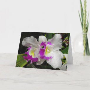 Cattleya Orchid Card