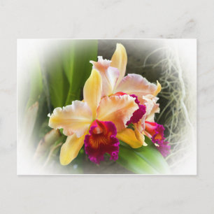 Cattleya Orchid Flower Postcard