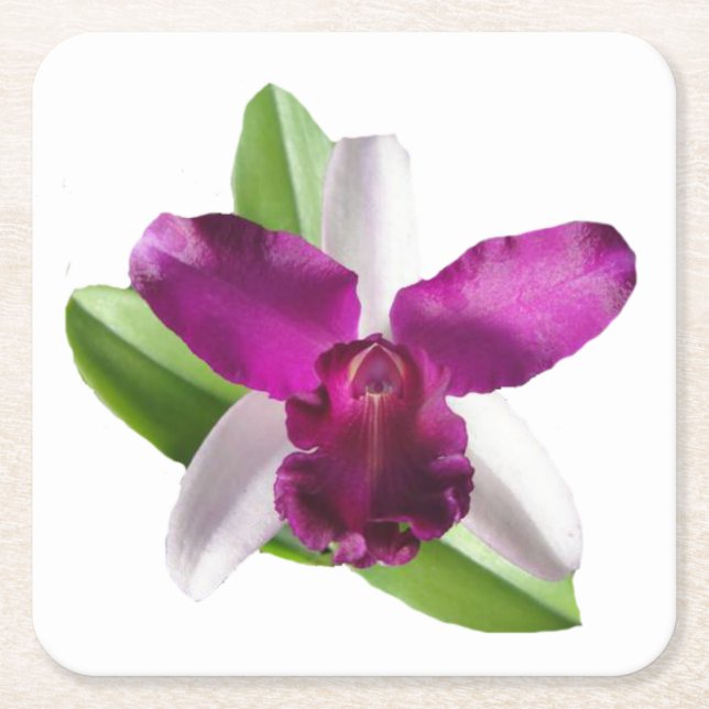 Cattleya Orchid Flower Square Paper Coaster (Front)