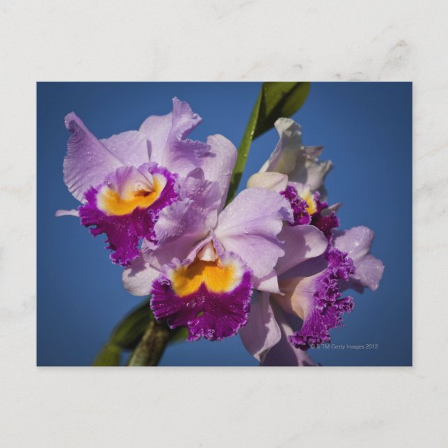 Cattleya Orchid Hybrid With Pacific Ocean Postcard (Front)