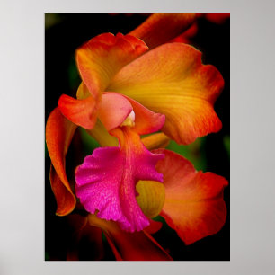 Cattleya Orchid Portrait Poster