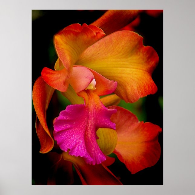 Cattleya Orchid Portrait Poster (Front)