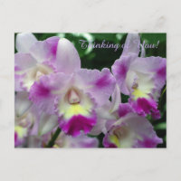 Cattleya Orchid Purple Flowers