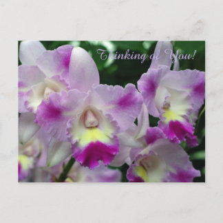 Cattleya Orchid Purple Flowers Postcard